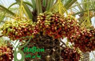 ارقام خرما که در کشور ایران تولید می شوند