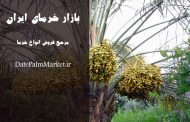 خرمای زاهدی درجه یک جنوب