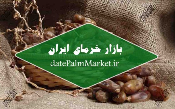 قیمت بازار خرمای شاهانی بندر عباس