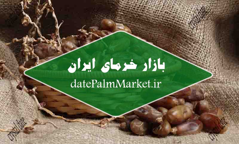 قیمت بازار خرمای شاهانی بندر عباس