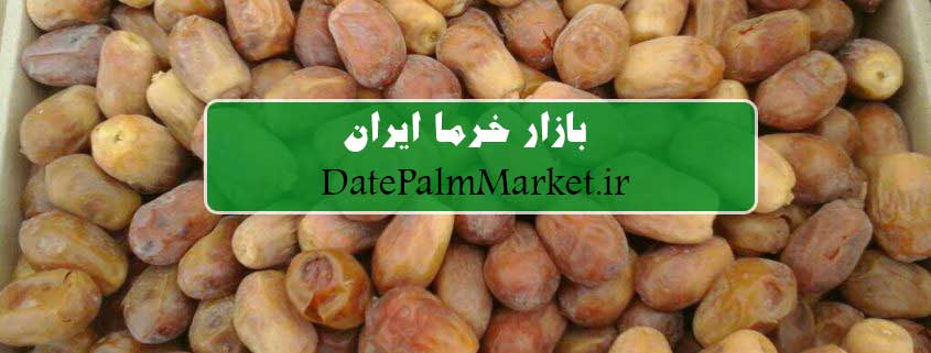 انواع خرما زاهدی