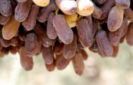 خرما شاهانی با کیفیت استان فارس