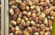 فروش خرما زاهدی جهرم بسته بندی شده