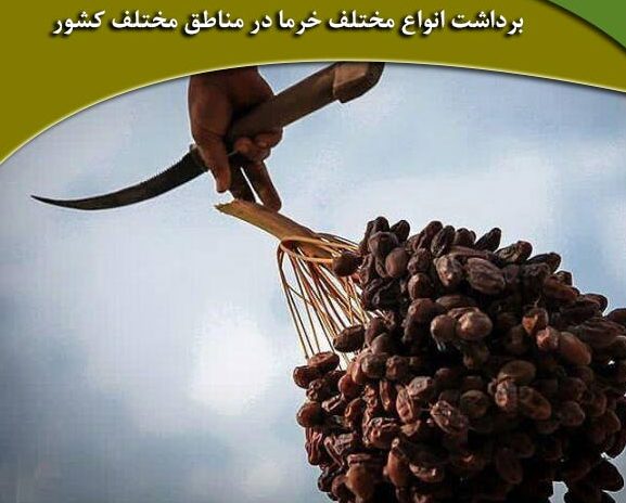 تولید و فروش خرما