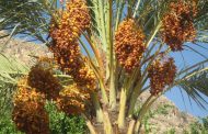 فروش خرمای شاهانی بوشهر جهت صادرات