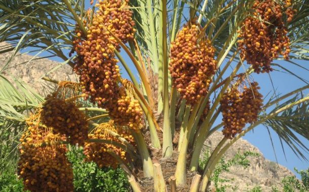 فروش خرمای شاهانی بوشهر جهت صادرات